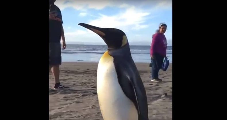 pinguino rey pantallazo 1.jpg
