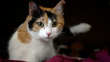 Denuncian que gata fue violada por un hombre en Quilpué: Anuncian querella criminal por el caso