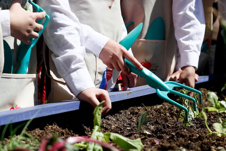 Las verduras para plantar en otoño - Agencia Uno