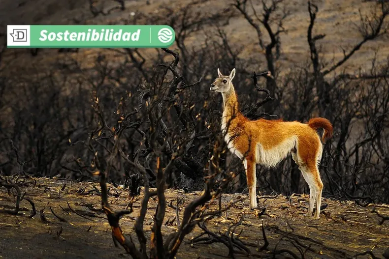 14641 diseno sin titulo 2025 04 22t103952.webp