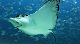 Los ríos se calientan y pierden oxígeno más rápido que los océanos