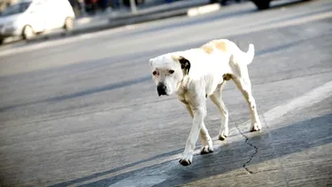 Ataque de perros a pareja en motel terminó en tribunales: Suprema ordena a la empresa pagar $41 millones a huéspedes