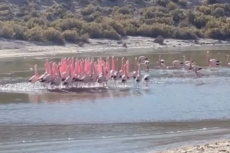 21864 diseno sin titulo 35.webp