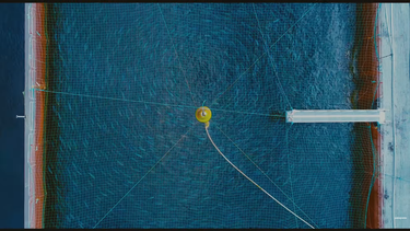 Desregulación salmonera en la Ley Miscelánea