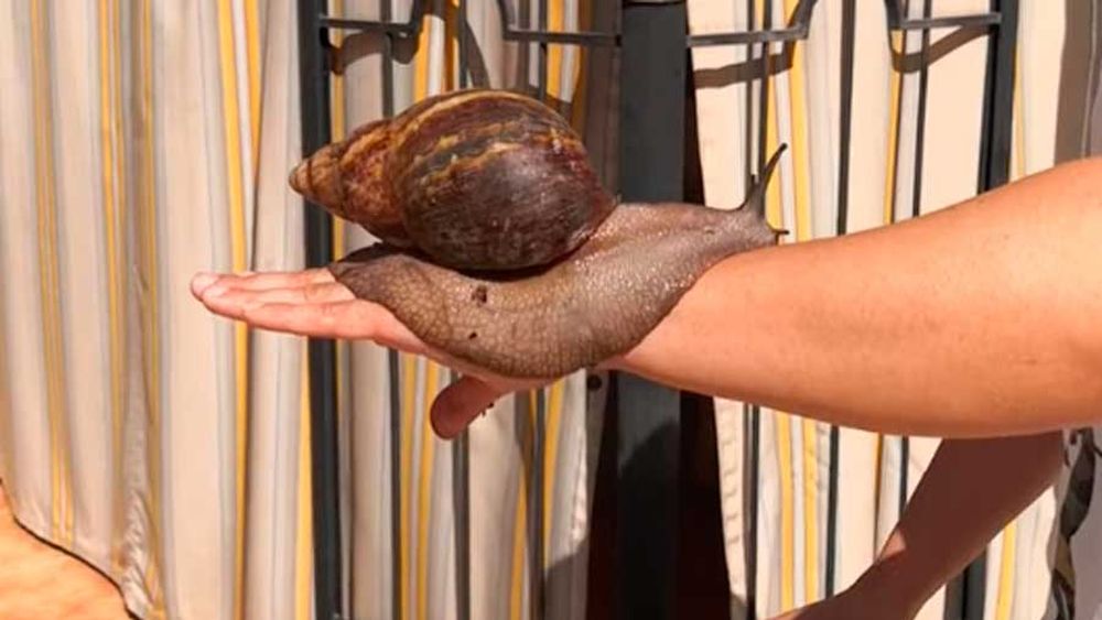 Alerta en norte del país por presencia de caracol gigante africano riesgoso para las personas