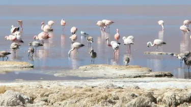 El Desconcierto | 30799 parque nacional salar del huasco.webp