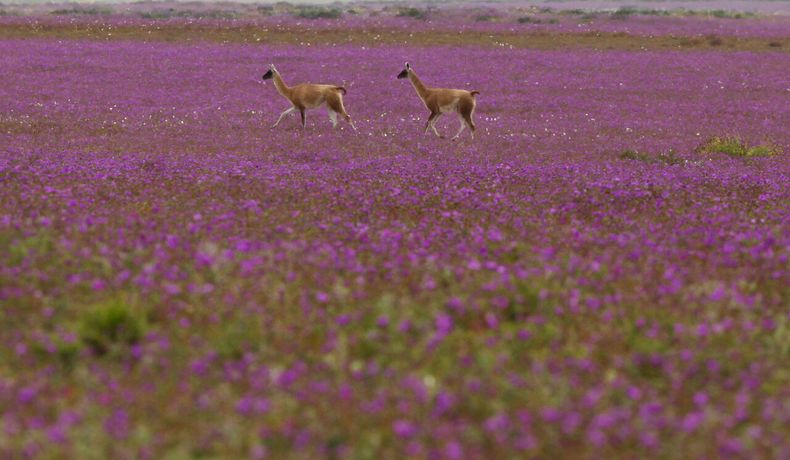 Biodiversidad de Chile.&nbsp;