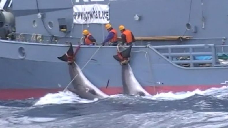 img_jelcacho_20171128 095428_imagenes_lv_terceros_ballena1 k07G U442084444529tVE 992x558@LaVanguardia Web.jpg
