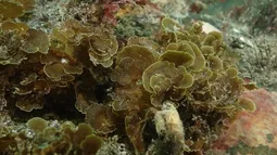 Isla Grande de Tierra del Fuego celebra histórico primer hallazgo de alga albanico: Solo 2 registros en hemisferio sur