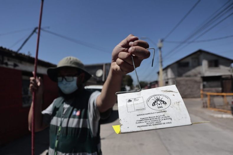 erradicacion mosca de la fruta scaled e1713966745196.jpg