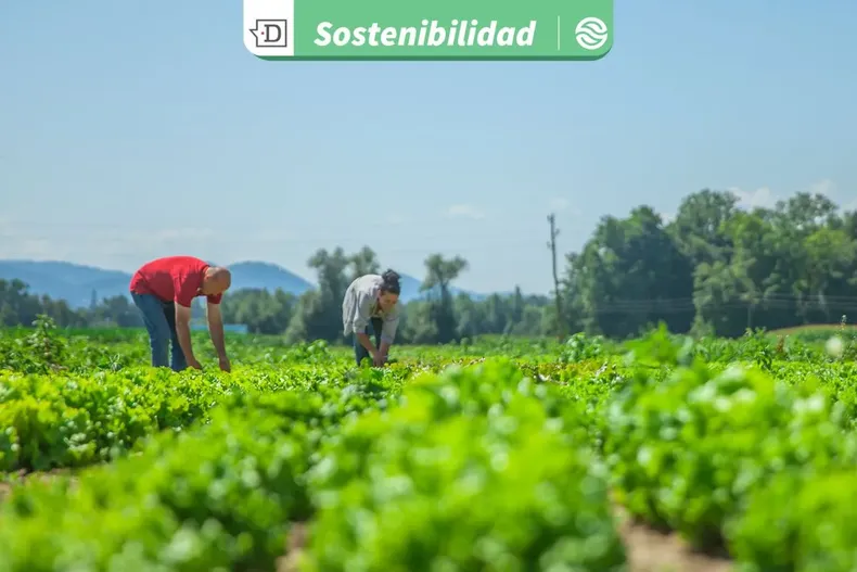 24924 diseno sin titulo 2025 10 28t131249.webp