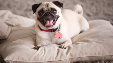Holanda busca acabar con la cría de razas como el bulldog francés y pug
