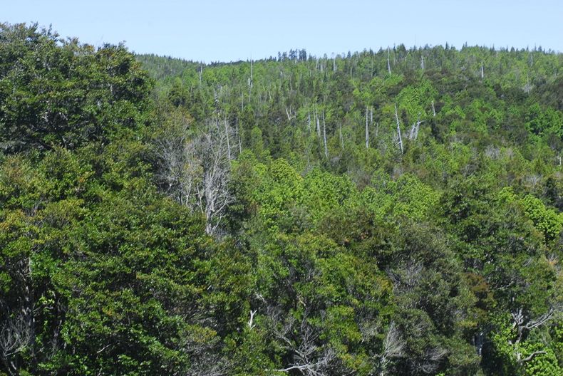 3842 bosque nativo.jpg