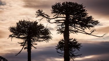 MOP da pie atrás a tala de 96 araucarias para ruta cerca de Parque Conguillio y protegerán estas especies nativas