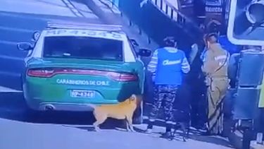 Tras disparo contra perro en Quilicura: 5 casos aislados de maltrato animal de Carabineros de Chile