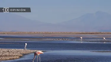 El Desconcierto | 13953 flamencos en el salar de atacama.webp