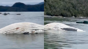 el papel de sernapesca y las muertes de ballenas en la pesqueria de kril antartico