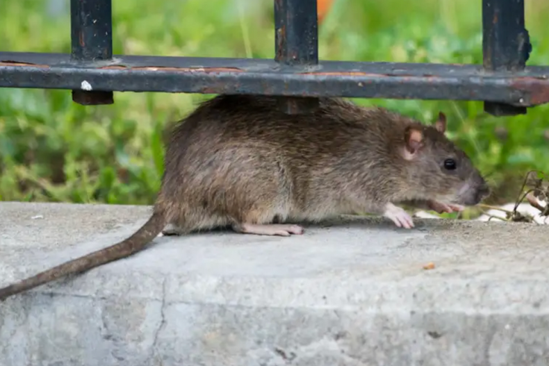 rat pack el escuadron de elite de activistas dedicados a luchar contra las ratas en nueva york.png
