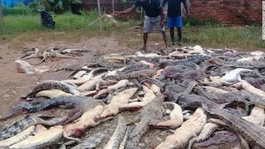 Cerca de 300 cocodrilos fueron masacrados por multitud que vengaba muerte de un hombre en Indonesia