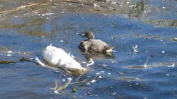 ¿Cómo evitar contagiarse de gripe aviar en Chile? Detectan virus H5N1 en aves silvestres en humedal de Valparaíso