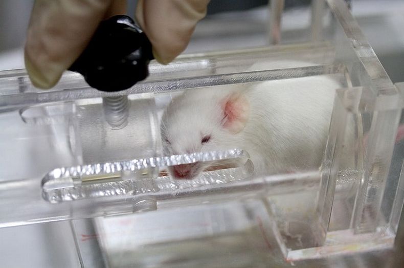 Which Animals Are Mostly Used for Testing review 1.jpg