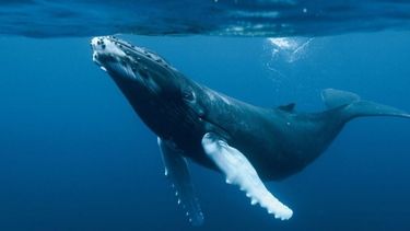 Islandia cancela caza comercial de ballenas por razones económicas