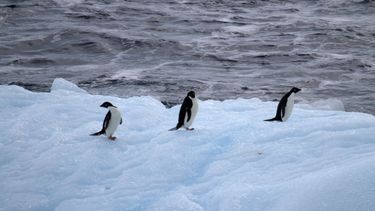 Miles de pingüinos mueren en la Antártica: Científicos sospechan brote de gripe aviar