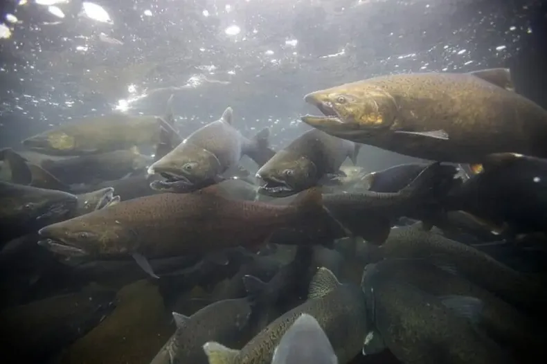 19719 salmon chinook.webp