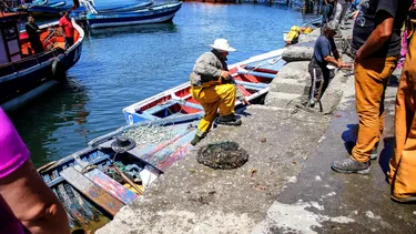 Protección de la jibia es debilitada por falta de datos científicos según acuerdo entre Chile, México, Perú y Ecuador