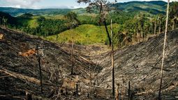 OPINIÓN | Chile necesita que el gobierno modifique la Ley de Bosque Nativo