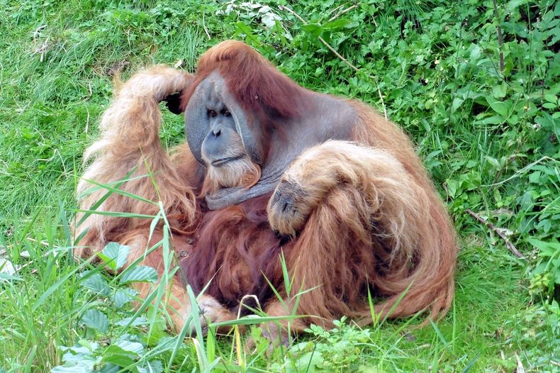 monkey 492389_1280.jpg