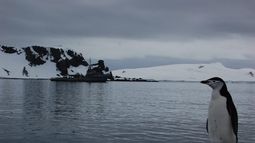 Supercomputador ayudará a predecir efectos del cambio climático sobre biodiversidad de Antártica