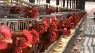 Campaña pide a Carozzi que acabe con prácticas crueles contra animales de producción