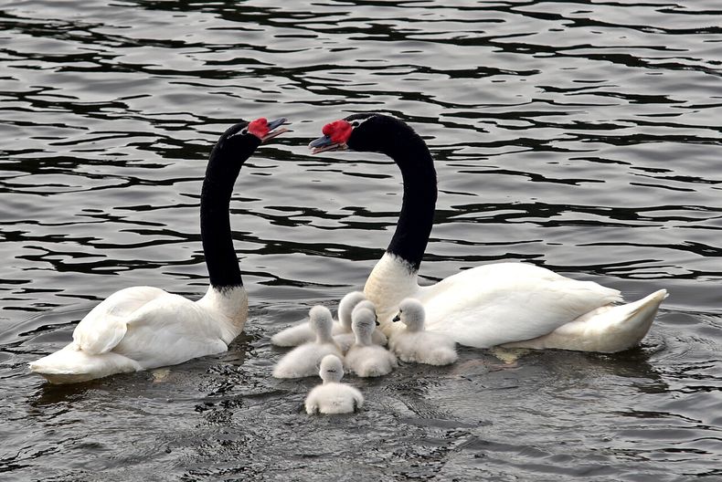 Detectan influenza aviar en cisne de cuello negro en Valdivia - Agencia Uno
