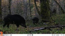 Aysén: Confirman presencia de nueva especie exótica invasora en Parque Nacional Cerro Castillo