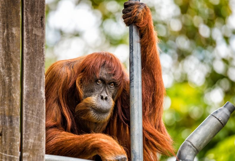 PerthZoo_Puan_credit Alex Asbury 2.jpg