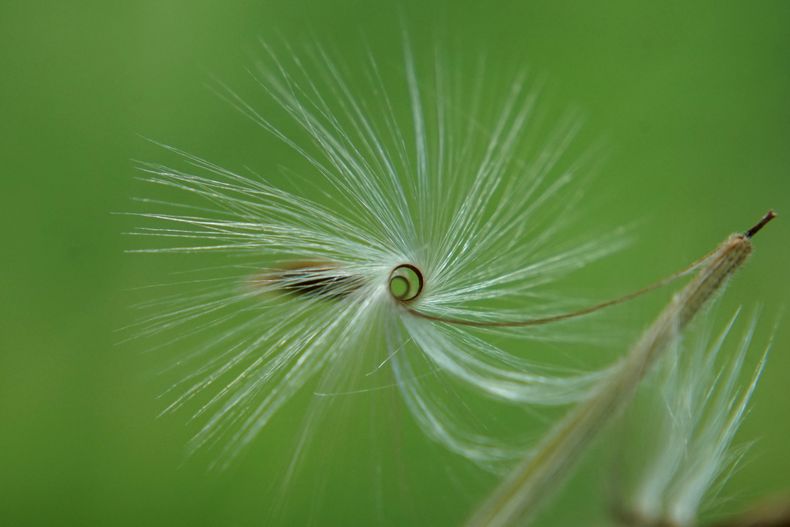 Una semilla descansa en su vilano, una estructura que evidencia la precisión de los mecanismos de dispersión que permiten la regeneración de la flora y la biodiversidad de Chile.