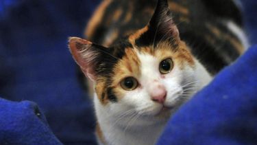 REDES| Cruel tortura y asesinato: Llaman a funar a Unimarc tras muerte a palos de gata preñada