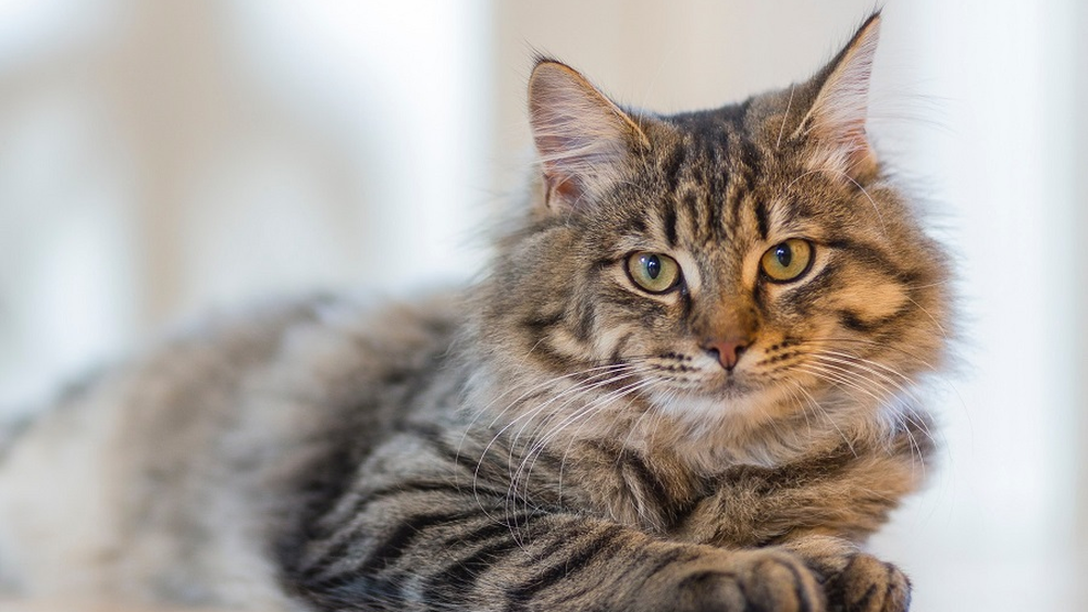Imagen referencial de un gato.&nbsp;