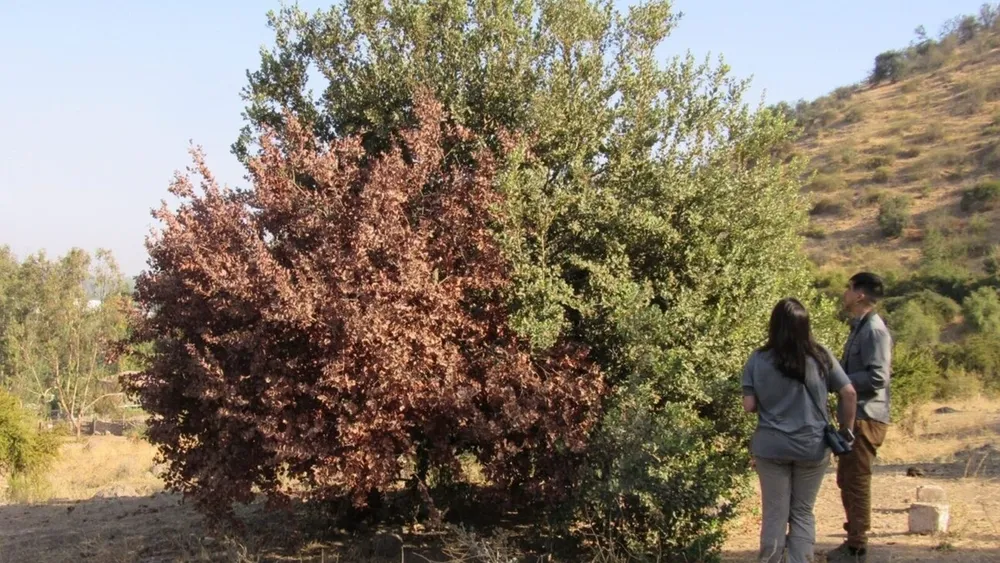 Pierden su verdor hasta que mueren: El drama de los peumos, litres y quillay que no se recuperan de megasequía en Chile central