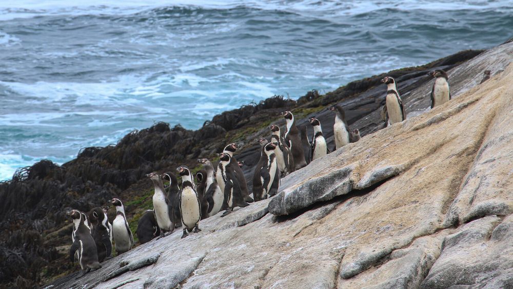 Decreto para proteger al pingüino de Humboldt fue retirado por gobierno de Kast - Agencia Uno