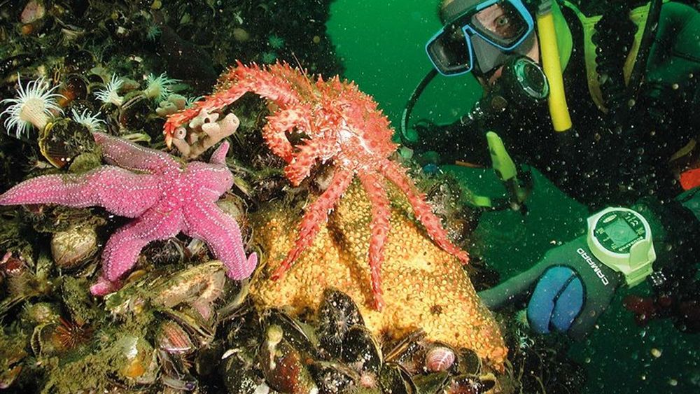 Científicos aseguran que degradación del área protegida fiordo Comau es preocupante