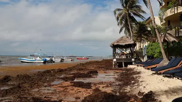 Mar Caribe reacciona a la contaminación: Toneladas de sargazo cubren las aguas, matando corales y ahuyentando turistas