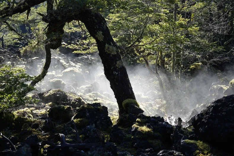 22046 araucania andina.webp