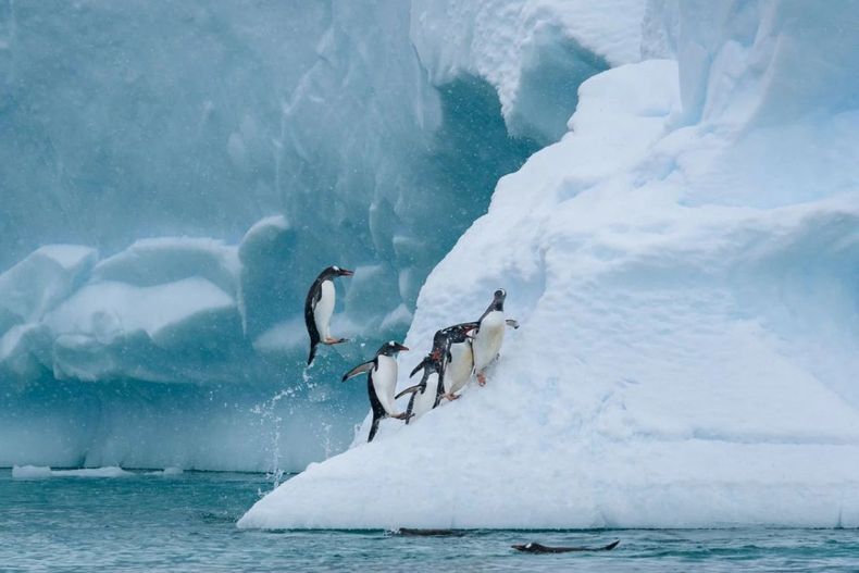 El país integrará la red universitaria antártica global de cara al Año Polar Internacional 2032-2033. Marcelo Leppe, de SCAR, explica qué está en juego.