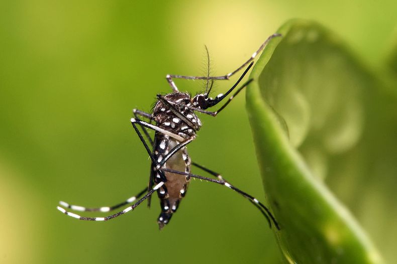 1280px Aedes_aegypti.jpg