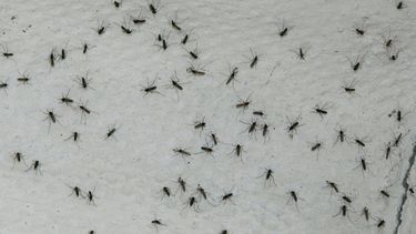Plaga de mosquitos por crisis climática tiene desesperados a penquistas - Foto: Agencia EFE