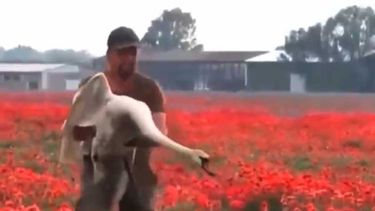 VIDEO| Cisnes drogadictos: El drama en los campos de amapola de Eslovaquia
