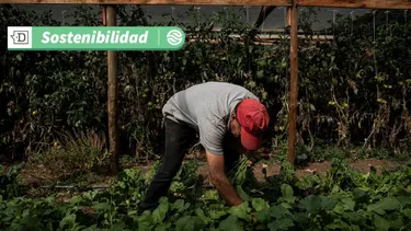 Hortalizas y agricultura resiliente: 21 empresas de Lampa, Paine y Melipilla logran certificación de producción limpia