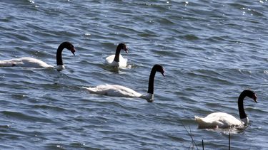 Registran cifra récord de cisnes de cuello negro en Santuario de la Naturaleza Río Cruces y Chorocamayo